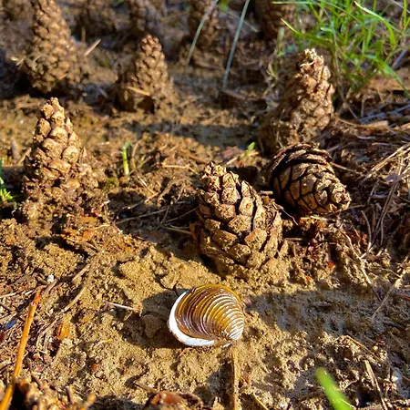 Sumska Kuca Juga Kovacevic