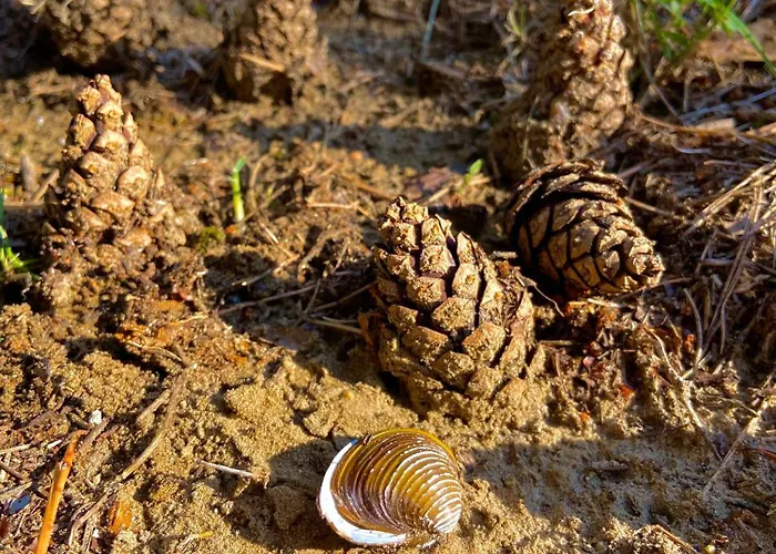 Sumska Kuca Juga Kovacevic